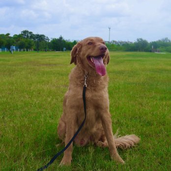 Ridgeside K9 Tampa - Happy Charlie - Pet Training Near Me Ridgeside K9 Tampa - Happy Charlie - Pet Training Near Me