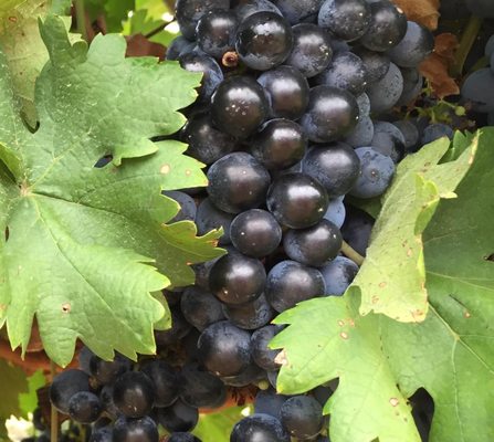 Robert Clay Vineyards by null