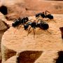 Photo of Halt Pest Control
