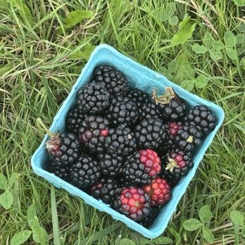 Topaz Farm - Oregon blackberry - Farmers Market Near Me - Portland, Oregon Topaz Farm - Oregon blackberry - Farmers Market Near Me - Portland, Oregon