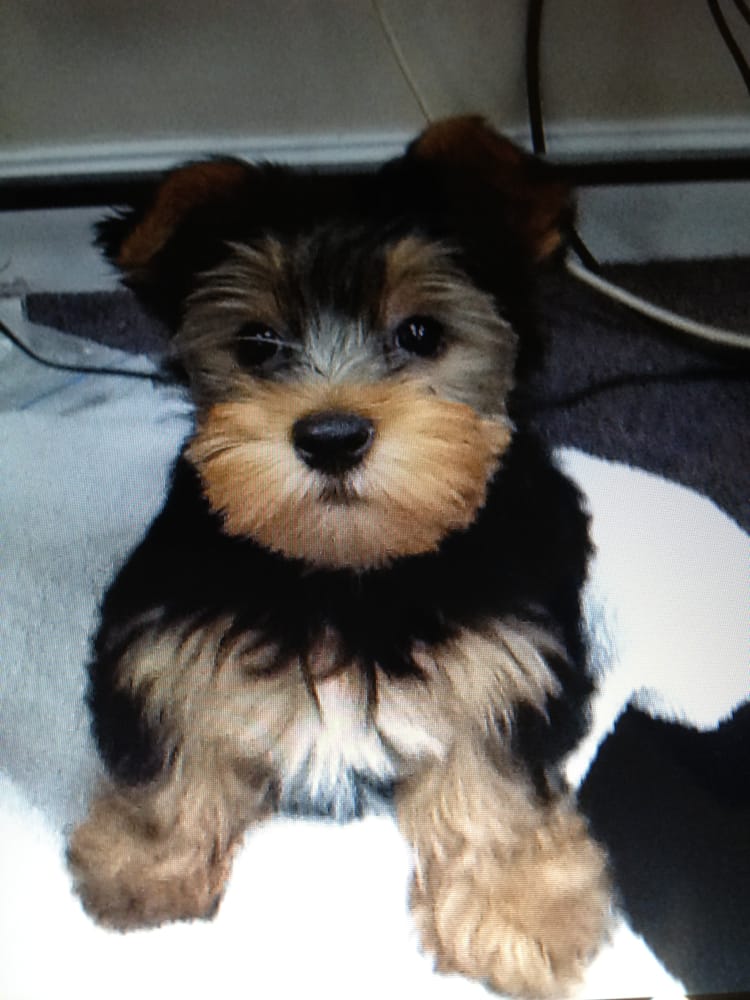 north shore animal league puppies for adoption