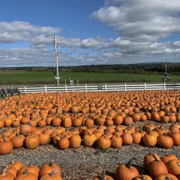 a field full of pumpkins a field full of pumpkins