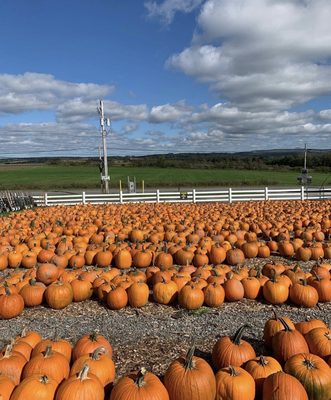 TIM’S PUMPKIN PATCH - Updated April 2024 - 48 Photos & 24 Reviews ...