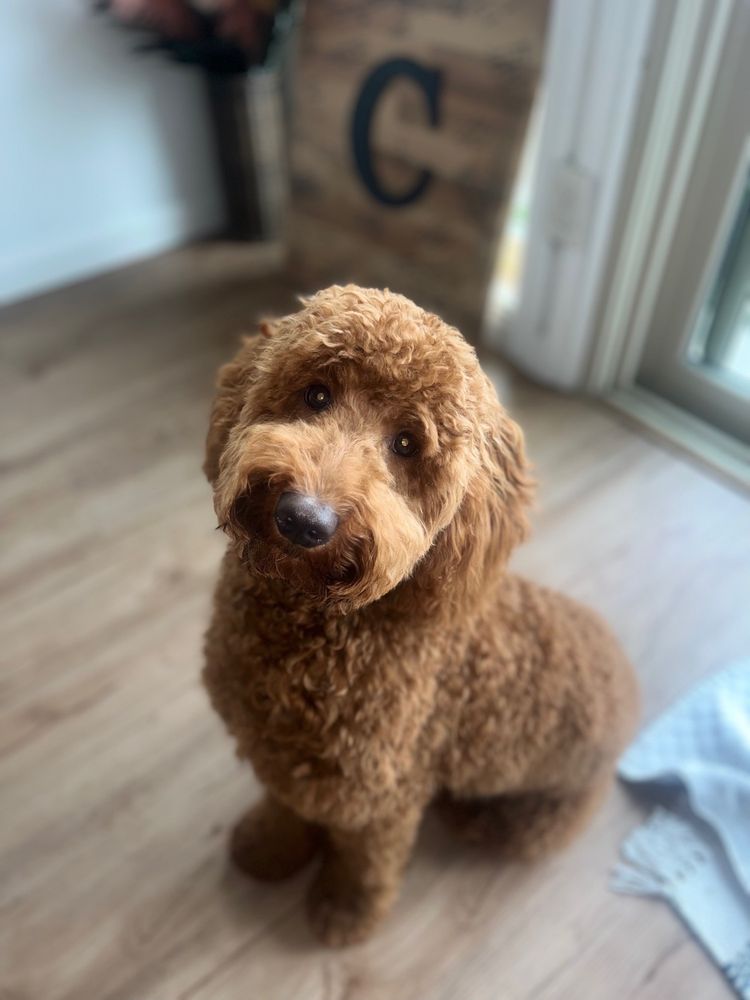 VINJON’S KENNEL YORBA LINDA Updated October 2024 113 Photos & 90 Reviews 17651 Imperial