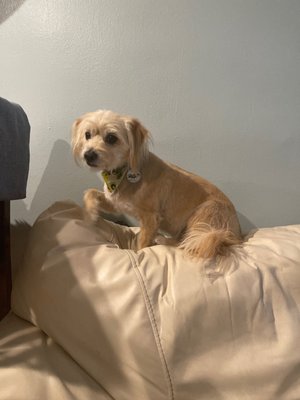 Lucky's Pet Care by null