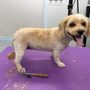 Photo of Marks Mobile Dog Salon