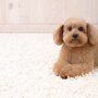 Photo of Kaufman's Carpet Cleaning of Boise