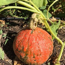 Topa Vista Farm - Red Kuri winter squash