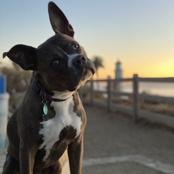 Everyday Pack Leader - Pet Training Near Me Everyday Pack Leader - Pet Training Near Me
