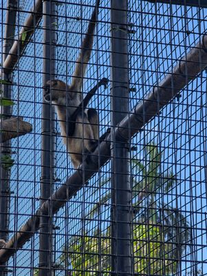 Honolulu Zoo by null