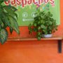 Gaspachos