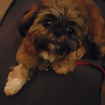 K-9 Communication - Pet Training Near Me