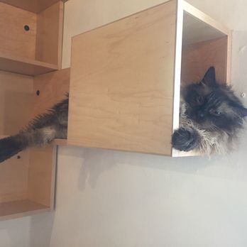 NEKO: A Cat Cafe - Smokey was new to the cafe but the 7 year old was fitting in like a chill champ. I'd have adopted him on the spot if I lived in WA. - Themed Cafes Near Me - Seattle, Washington