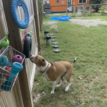 Good Dog Cafe - Penelope choosing her toys. What fun and do many choices - Coffee & Tea Near Me - Fayetteville, Arkansas