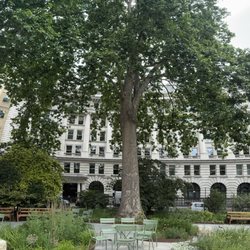 Finsbury Circus Garden - Lovely trees for shade 6/28/25