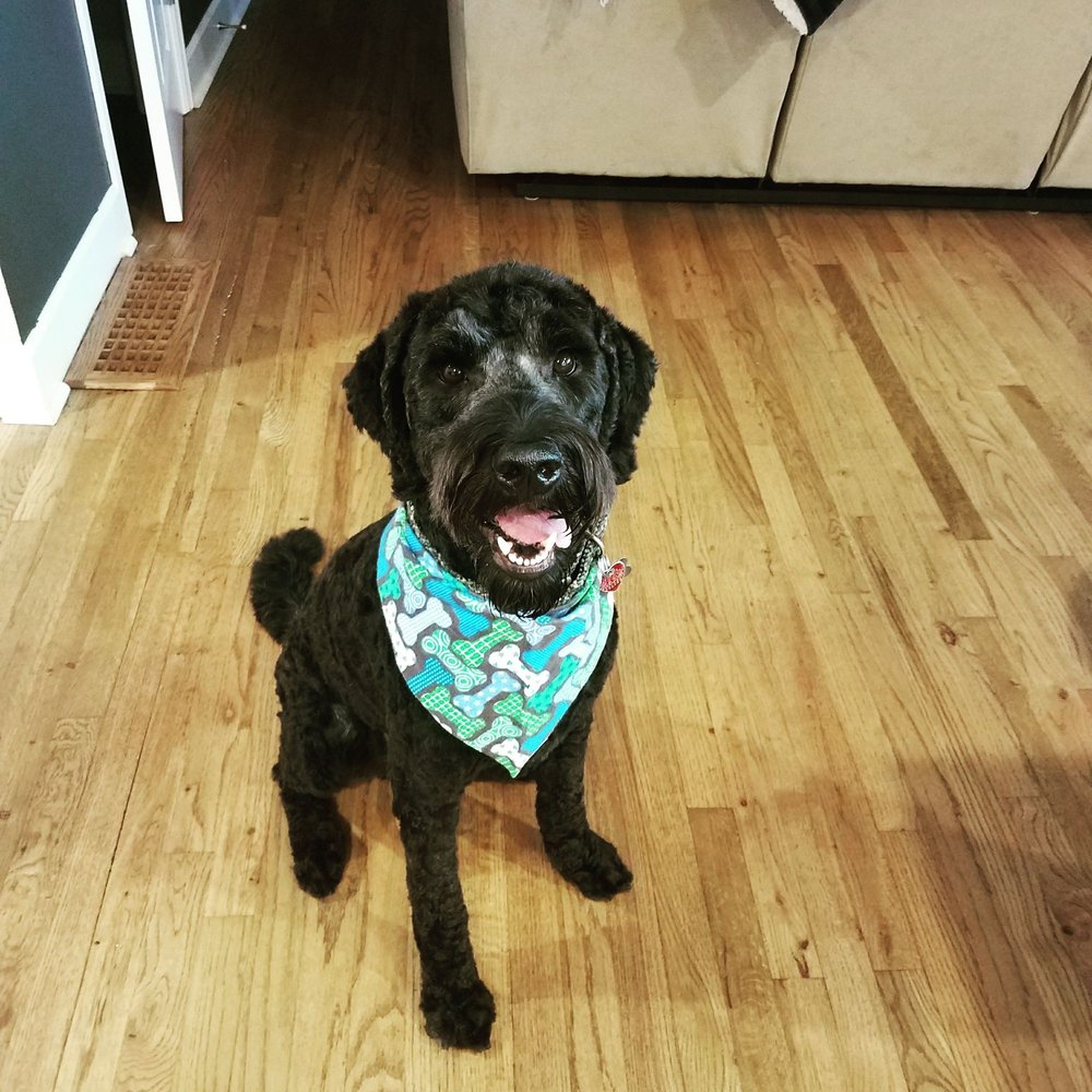 metro mobile groomers