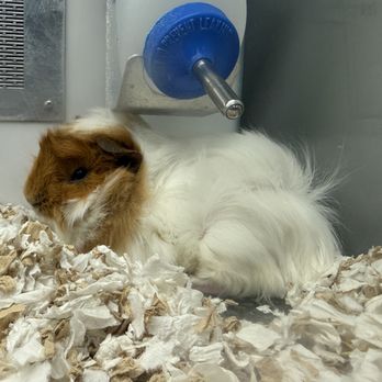 Petco - Pet Training Near Me - Columbia, South Carolina Petco - Pet Training Near Me - Columbia, South Carolina