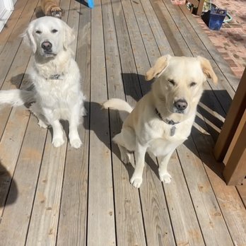 Happy Tails - Back deck - Dog Walkers Near Me