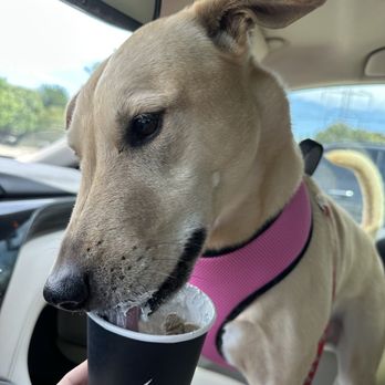 Black Rock Coffee Bar - Very generous (and well enjoyed) pup cup! - Coffee & Tea Near Me - Plano, Texas
