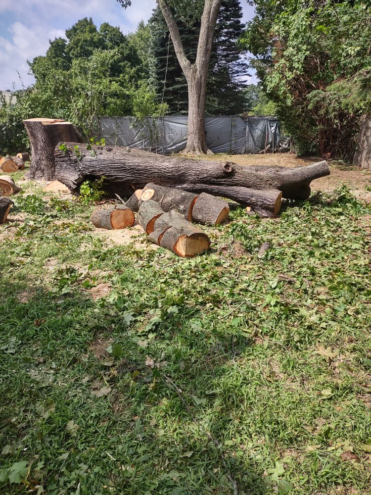 DANS TREE SERVICE Updated June 2024 Request a Quote 10 Photos