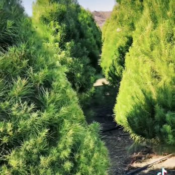 Peltzer Pines - Silverado - A lot more trees - Christmas Trees Near Me - Silverado, California