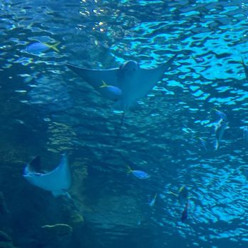 Seattle Aquarium - A manta ray - Aquariums Near Me - Seattle, Washington