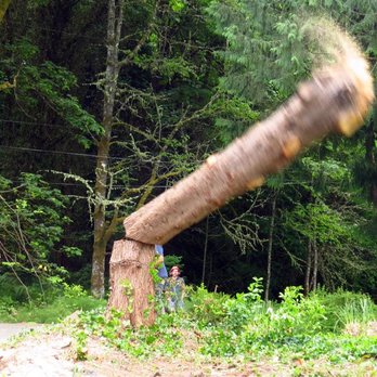 Archon Tree Services - Tree Services Near Me - Olalla, Washington Archon Tree Services - Tree Services Near Me - Olalla, Washington