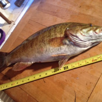 Kentuck Lake - Took a photo & set it free. This is a huge Smallmouth Bass for this neck of the Northwoods. - Lakes Near Me Kentuck Lake - Took a photo & set it free. This is a huge Smallmouth Bass for this neck of the Northwoods. - Lakes Near Me