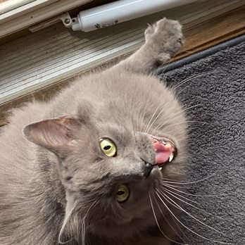 Meridian Veterinary Clinic - gray cat in the middle of meowing - Veterinarians Near Me - Greenwood, Indiana Meridian Veterinary Clinic - gray cat in the middle of meowing - Veterinarians Near Me - Greenwood, Indiana