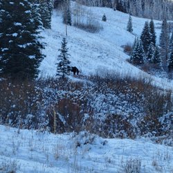 Countryside Destination Travel - Large moose walking by.