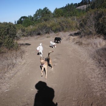 Dogs of Berkeley - Pet Boarding Near Me - Berkeley, California Dogs of Berkeley - Pet Boarding Near Me - Berkeley, California