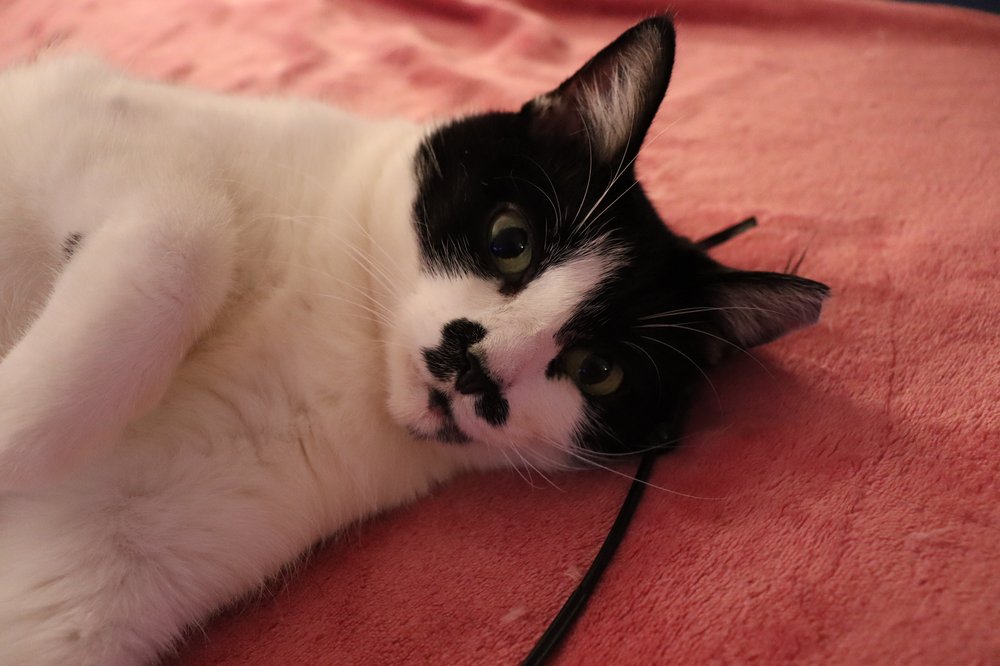 SHADOW LAKE ANIMAL HOSPITAL Updated August 2024 12 Reviews 125 N