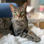 Photo of Sit4Pet