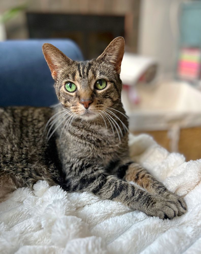 Sit4Pet - pet boarding facility in Upper Arlington, OH