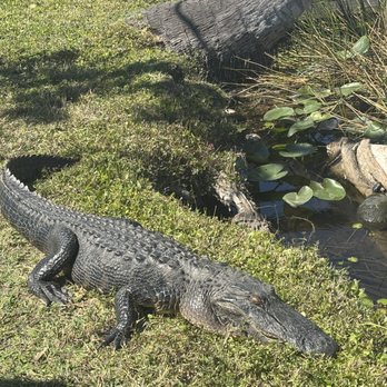 Everglades Safari Park - Alligator - Amusement Parks Near Me - Miami, Florida Everglades Safari Park - Alligator - Amusement Parks Near Me - Miami, Florida