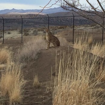 Animal Ark - Gotta love the cheetah - Zoos Near Me - Reno, Nevada Animal Ark - Gotta love the cheetah - Zoos Near Me - Reno, Nevada