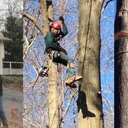 WOODPECKER TREE SERVICE - 106 Photos & 21 Reviews - Tree Services