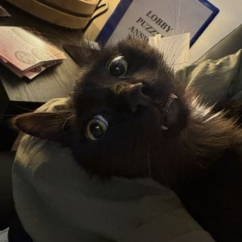Escape Room Era - Anaheim - Aladdin the cat - Escape Games Near Me - Anaheim, California Escape Room Era - Anaheim - Aladdin the cat - Escape Games Near Me - Anaheim, California