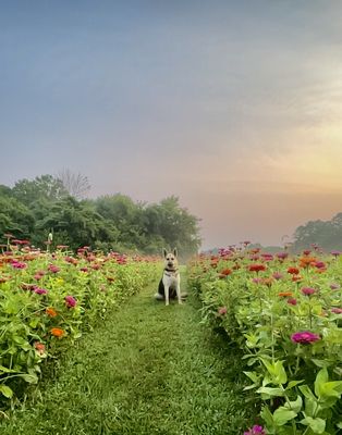 Bloom Ridge Farm (u-pick flower farm) by null
