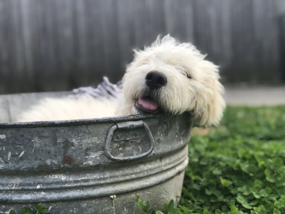 WATERDOG POOL AND SPA SERVICES Updated May 2024 71 Photos 521 Maple Ave, Harvey, Louisiana