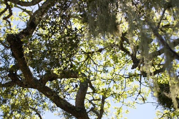 Taylor Mountain Regional Park by null