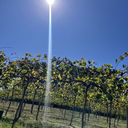 Qualusi Vineyard - Vineyard