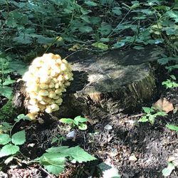 Cliff Gilker Park - Mushrooms on the trail