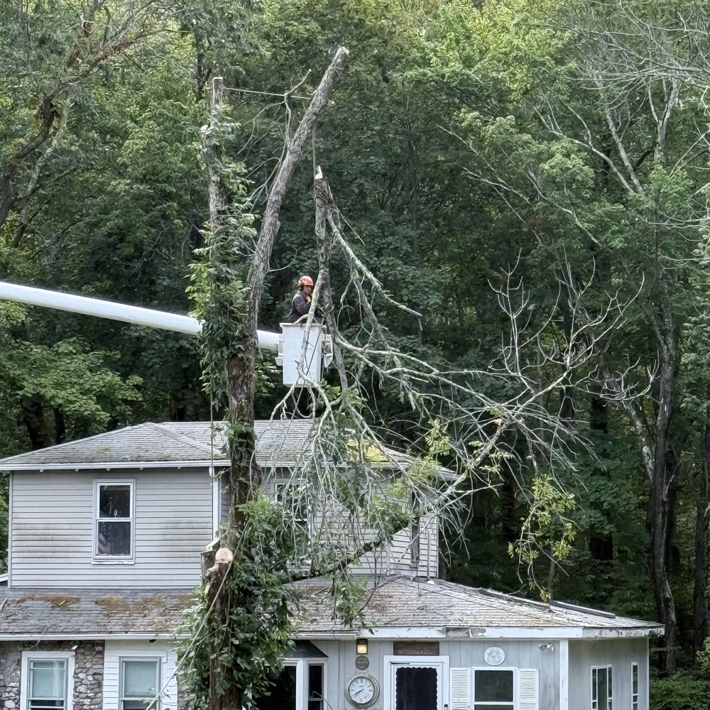Dependable Tree Service - Dropping a big limb off the top of the tree - very hard workers all of them !! - Firewood Near Me - Abington, Massachusetts Dependable Tree Service - Dropping a big limb off the top of the tree - very hard workers all of them !! - Firewood Near Me - Abington, Massachusetts