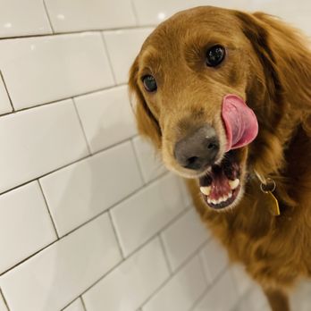Dozo Dog  - Pet Groomers Near Me - Astoria, New York
