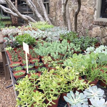 Tiny Boxwoods - Nursery behind tiny boxwoods - New American Near Me - Houston, Texas