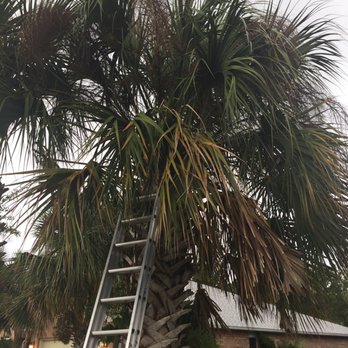 Tru-Trim Outdoor Services - Do you have an overgrown palm tree like this? - Lawn Services Near Me