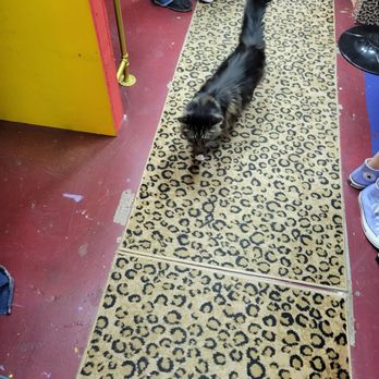 Catnip Coalition Vintage Mall - Store cat #1 - Hats Near Me - Burbank, California