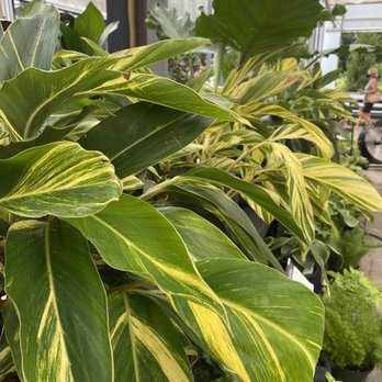 Abide A While Garden Boutique - Nurseries & Gardening Near Me - Mount Pleasant, South Carolina