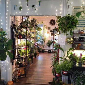 Thea Plant Co - Nurseries & Gardening Near Me - Providence, Rhode Island Thea Plant Co - Nurseries & Gardening Near Me - Providence, Rhode Island